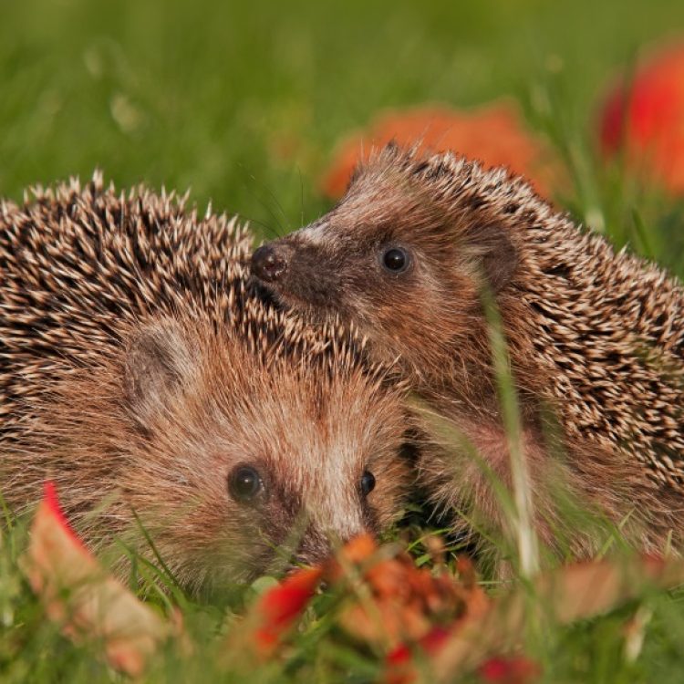 Hedgehog Villa | Hedgehog house for wintering for hedgehogs | outlet Gift for Christmas | Birthday present