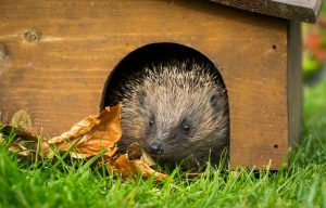 hedgehog-feeding-station